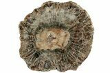 Polished Petrified Wood Log Section - Madagascar #229603-1